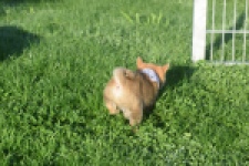 Shiba Inu (reu) 29324