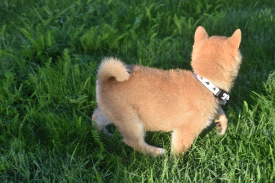 Shiba Inu (reu) 29324
