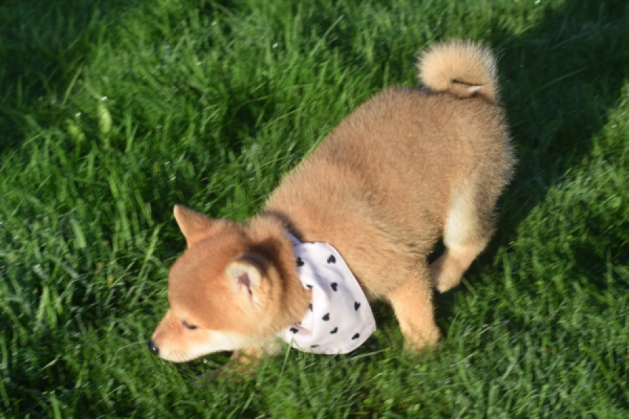 Shiba Inu (reu) 29324