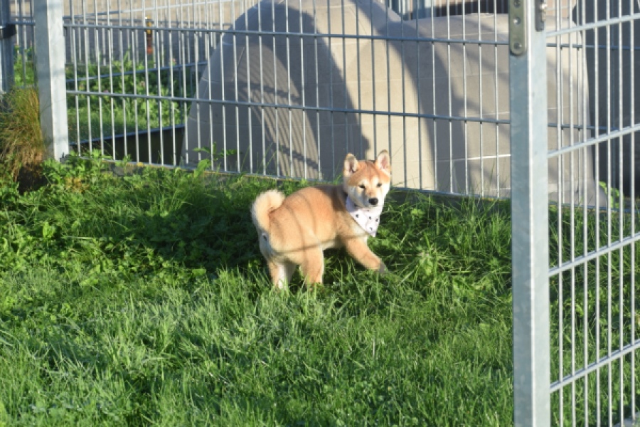 Shiba Inu (teef) 29336