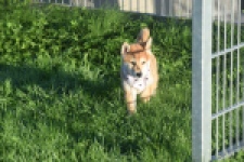 Shiba Inu (teef) 29336