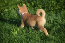 Shiba Inu (teef) 29336
