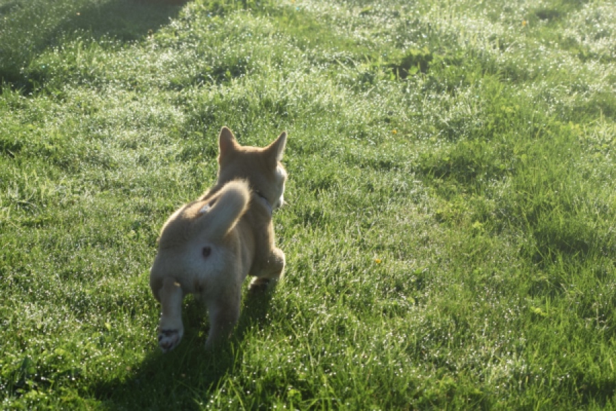 Shiba Inu (teef) 29336