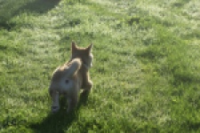 Shiba Inu (teef) 29336