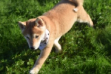 Shiba Inu (teef) 29336