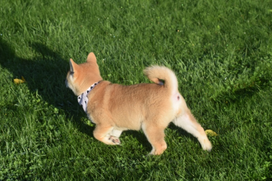 Shiba Inu (teef) 29336