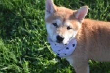 Shiba Inu (teef) 29336