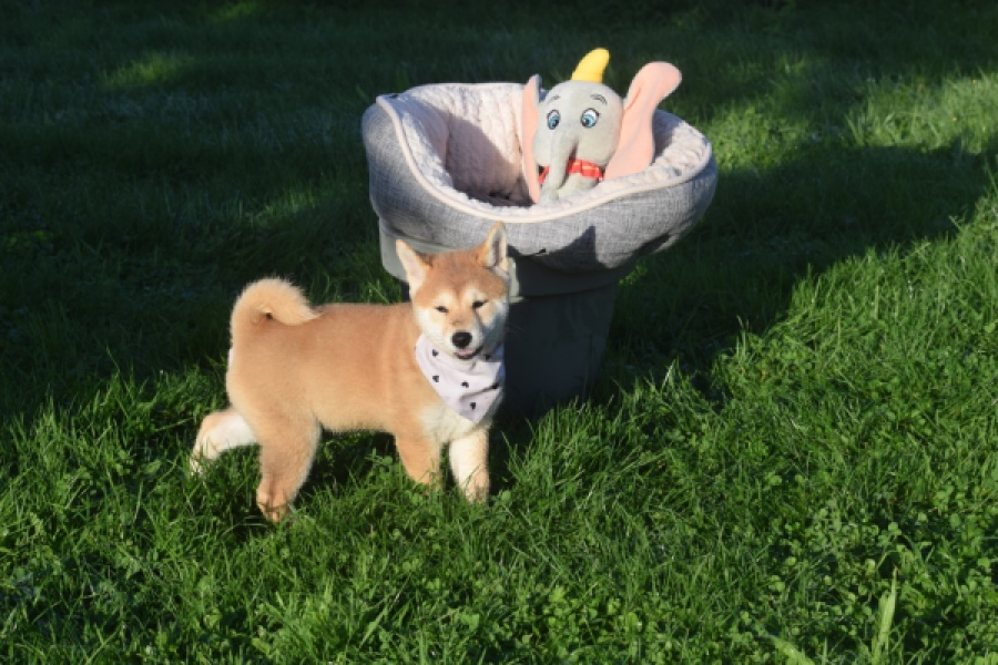 Shiba Inu (teef) 29336
