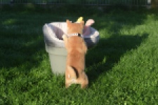 Shiba Inu (teef) 29336