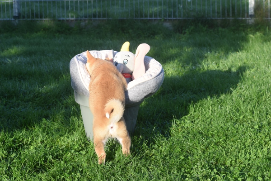 Shiba Inu (teef) 29336