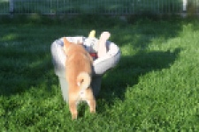 Shiba Inu (teef) 29336