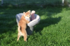 Shiba Inu (teef) 29336