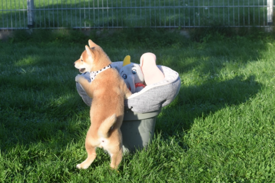 Shiba Inu (teef) 29336