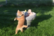 Shiba Inu (teef) 29336