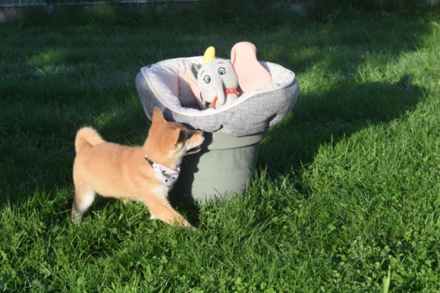 Shiba Inu (teef) 29336
