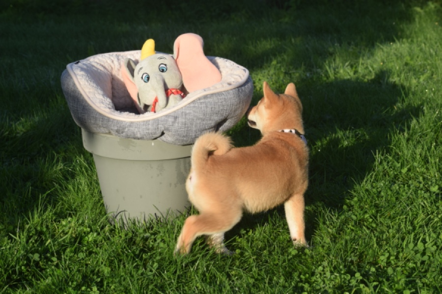 Shiba Inu (teef) 29336