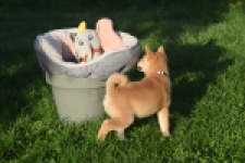 Shiba Inu (teef) 29336