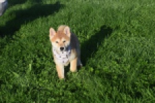 Shiba Inu (teef) 29336