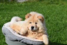 Chow Chow (teef) 29454