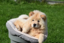 Chow Chow (teef) 29454