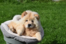 Chow Chow (teef) 29454