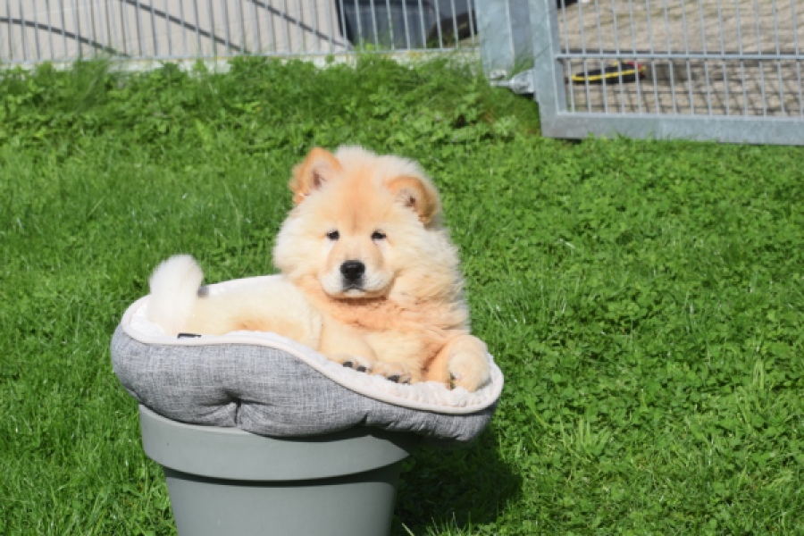 Chow Chow (teef) 29454