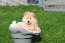 Chow Chow (teef) 29454