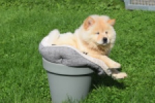 Chow Chow (teef) 29454