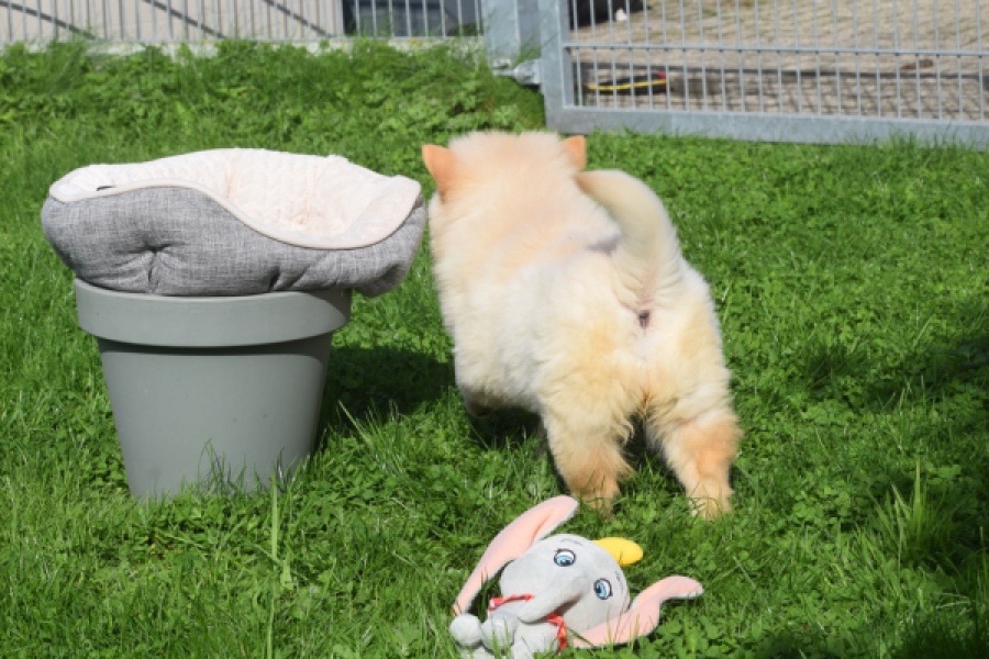 Chow Chow (teef) 29454