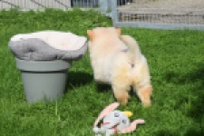 Chow Chow (teef) 29454