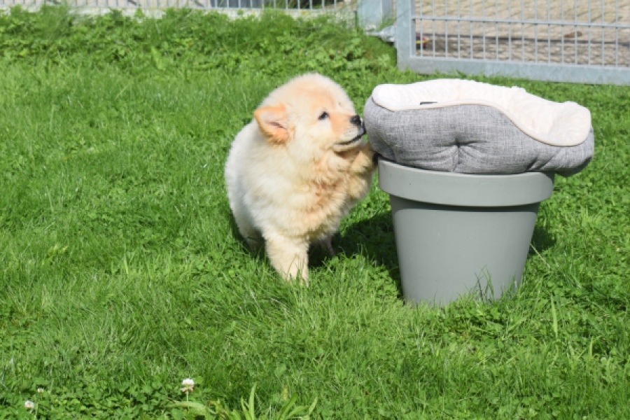 Chow Chow (teef) 29454