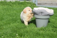 Chow Chow (teef) 29454