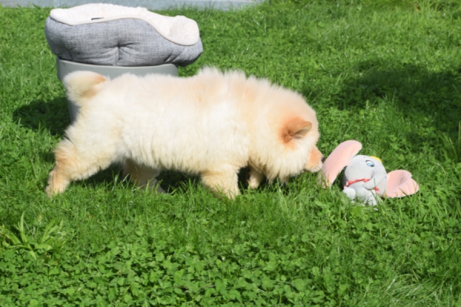 Chow Chow (teef) 29454