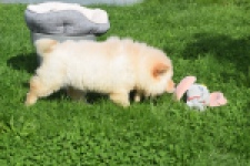 Chow Chow (teef) 29454