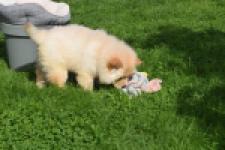 Chow Chow (teef) 29454