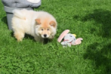 Chow Chow (teef) 29454