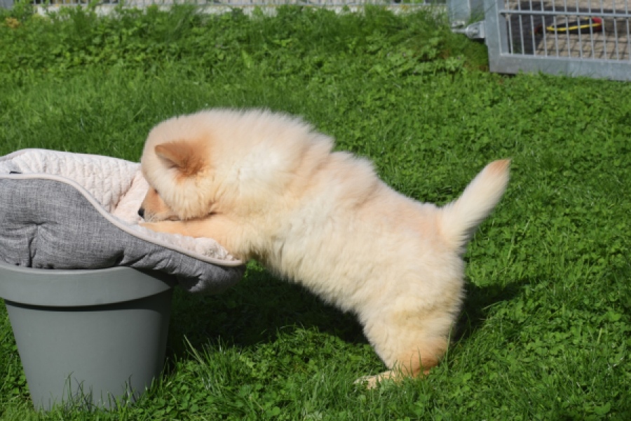 Chow Chow (teef) 29454