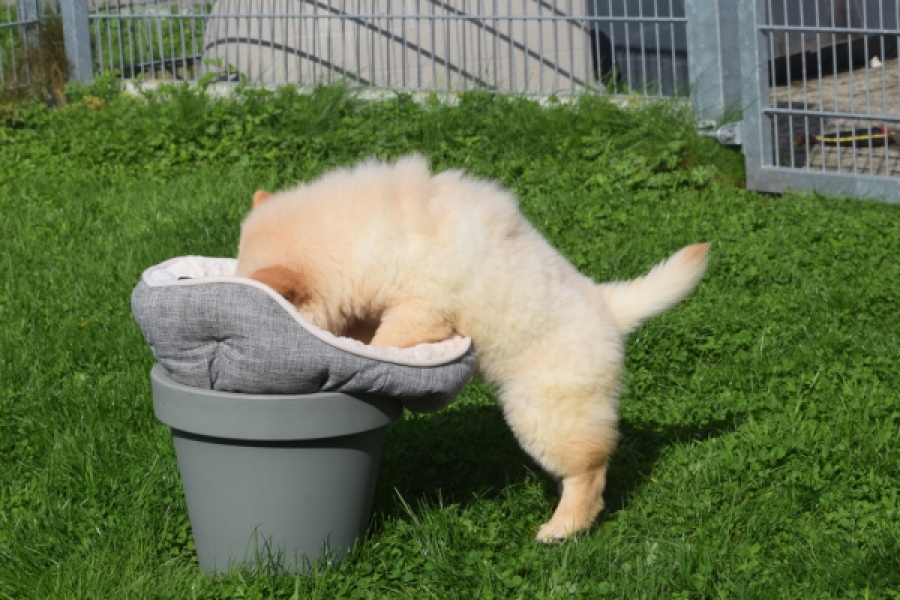Chow Chow (teef) 29454