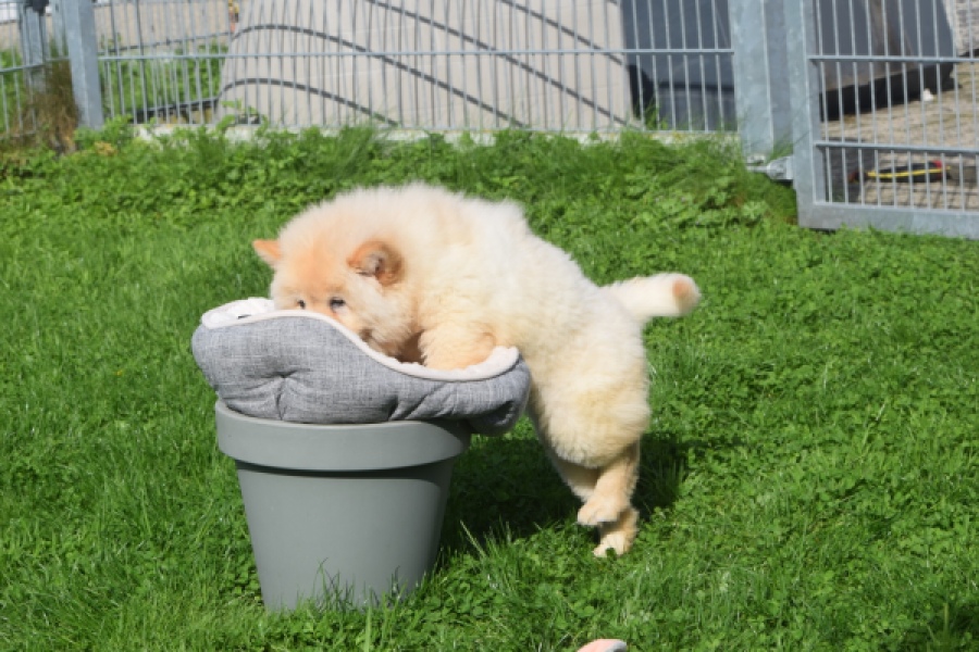Chow Chow (teef) 29454
