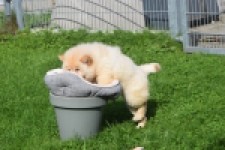 Chow Chow (teef) 29454