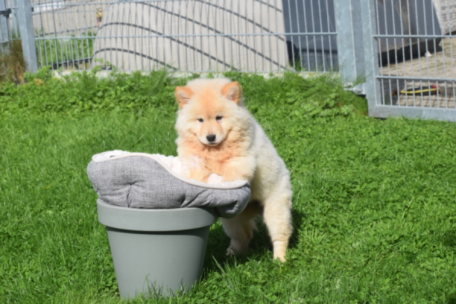Chow Chow (teef) 29454