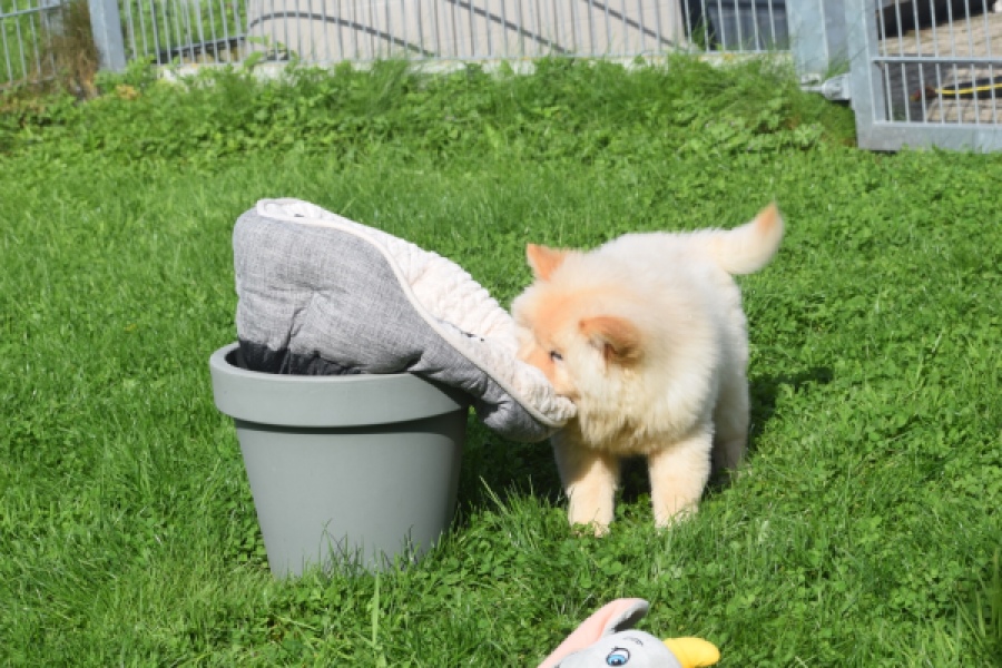 Chow Chow (teef) 29454