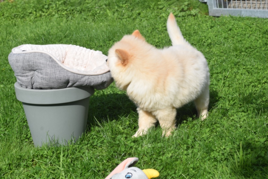 Chow Chow (teef) 29454