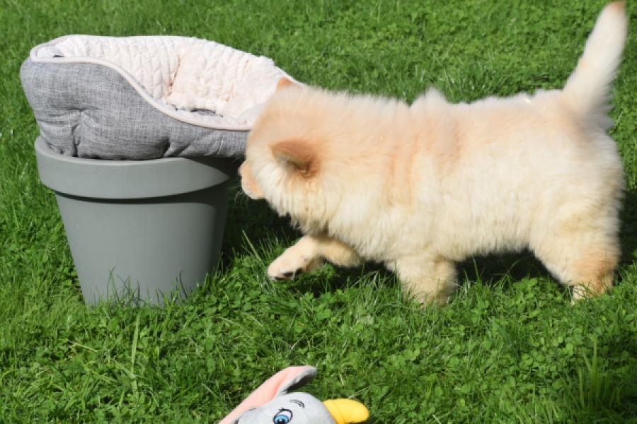 Chow Chow (teef) 29454