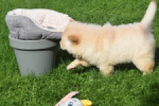 Chow Chow (teef) 29454