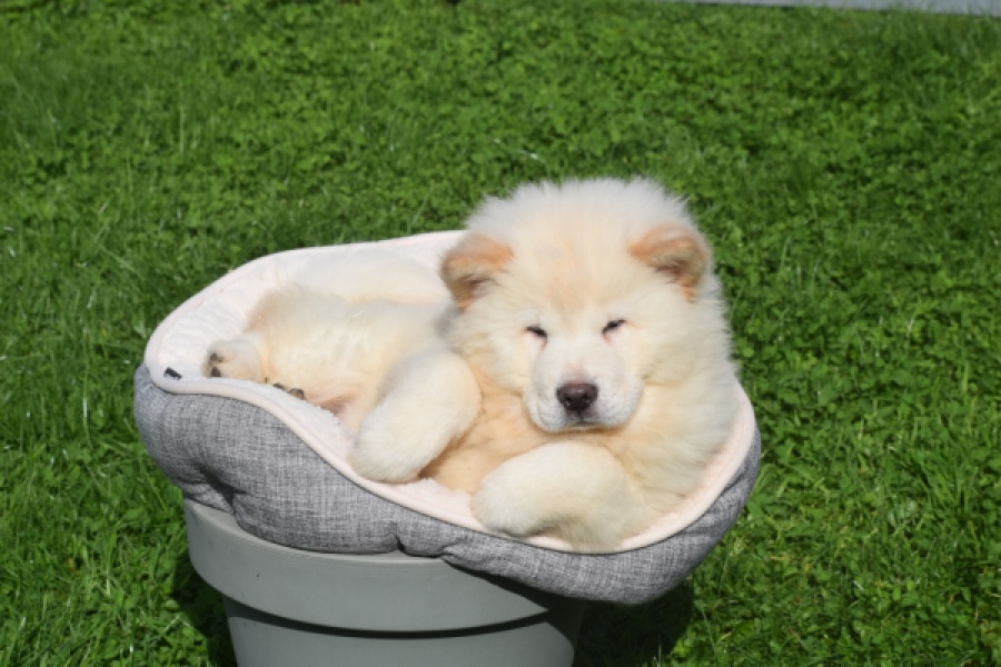 Chow Chow (teef) 29453