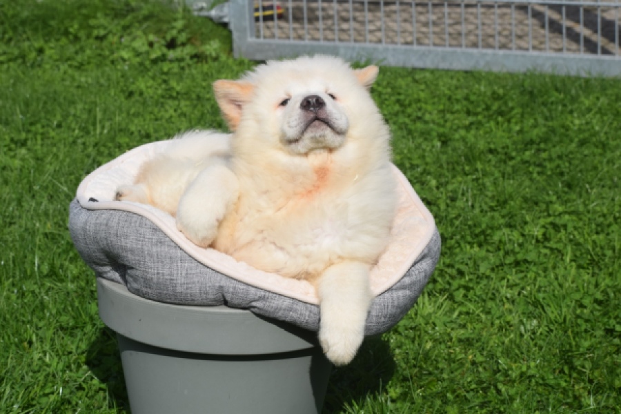 Chow Chow (teef) 29453