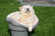 Chow Chow (teef) 29453