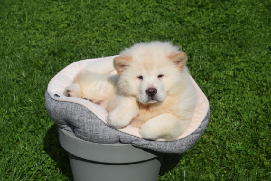 Chow Chow (teef) 29453