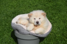 Chow Chow (teef) 29453